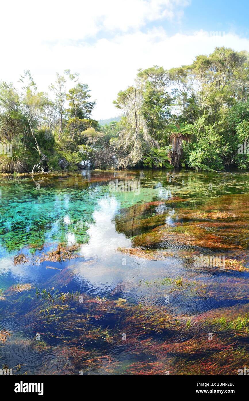 Pupu Springs Te Waikoropupū Springs, Golden Bay, in New Zealand's
