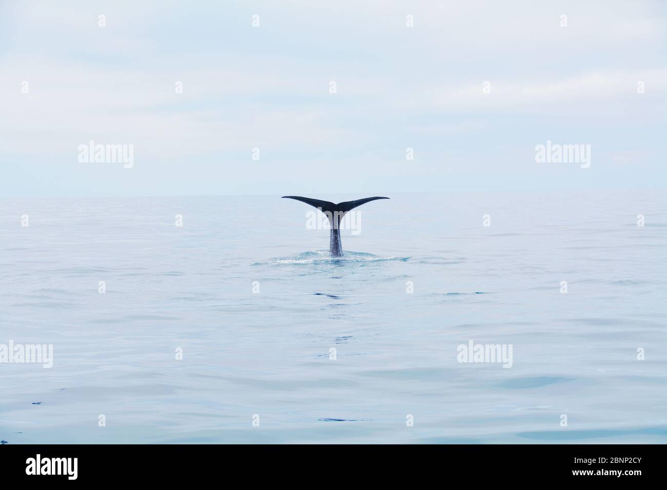 Whale Watch, Kaikoura, South Island, New Zealand Stock Photo