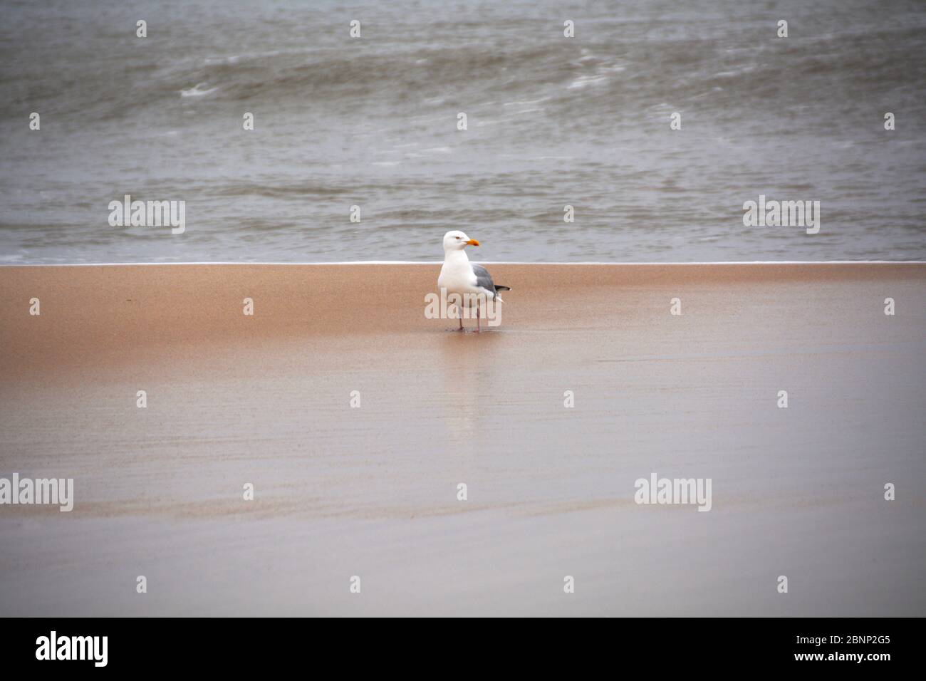 Seagull Perching On Sand, Sylt, Germany Stock Photo