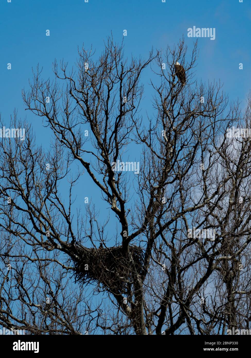 A bald eagle nesting near Brewster Ohio Stock Photo Alamy