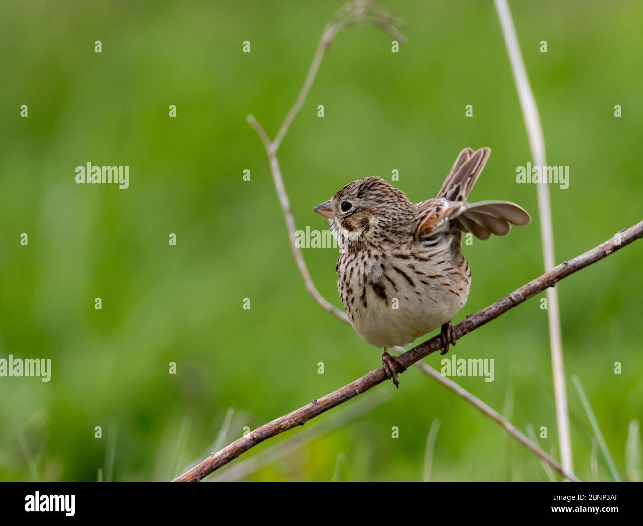Vesper Sparrow, Pooecetes gramineus, in the farmland of Amish Country, Wayne County, Ohio Stock Photo