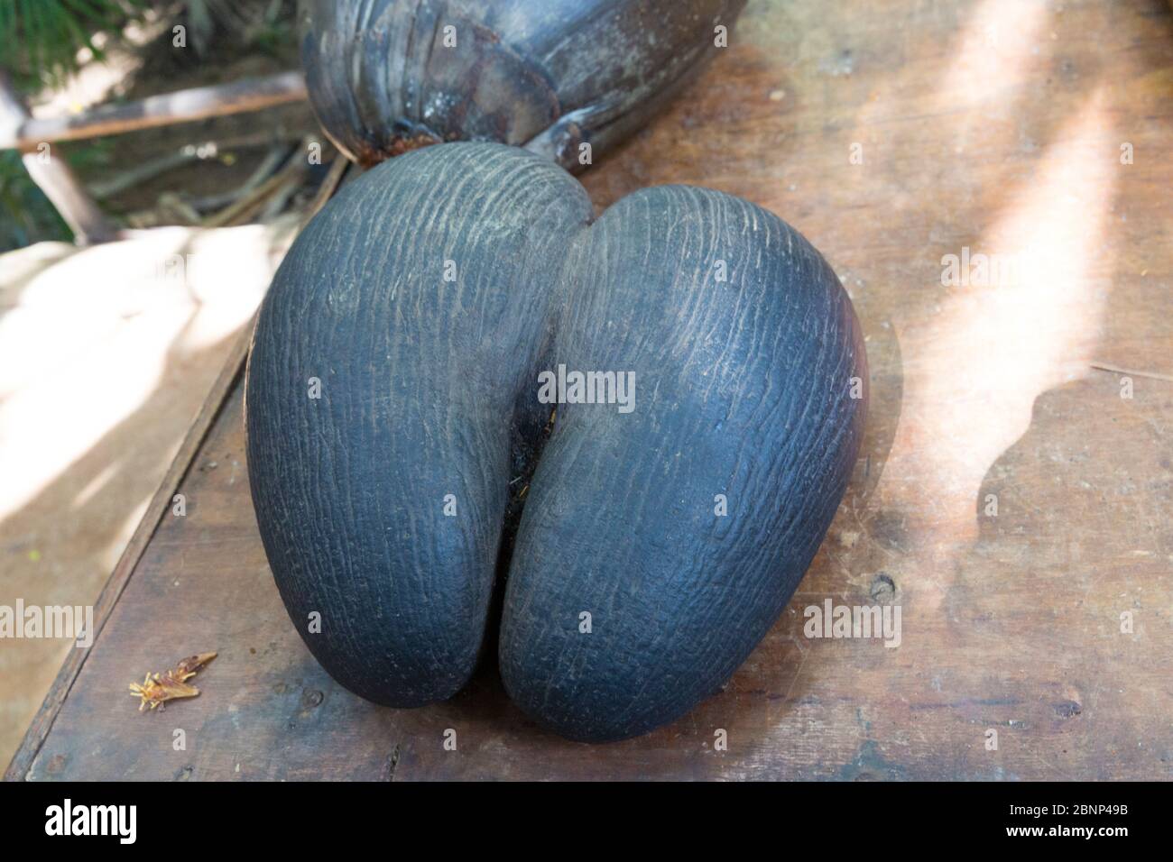 Coco de mer, coconut, largest seed on earth, fruit of the Seychelles palm (Lodoicea maldivica), Vallee de Mai National Park, Unesco World Heritage, Praslin Island, Seychelles, Stock Photo