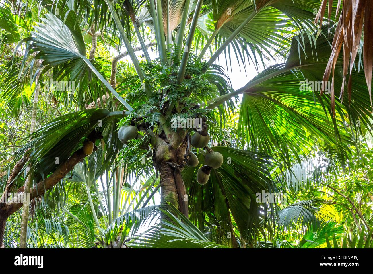 Coco de mer, coconut, largest seed on earth, fruit on the Seychelles palm (Lodoicea maldivica), Vallee de Mai National Park, Unesco World Heritage, Praslin Island, Seychelles, Stock Photo