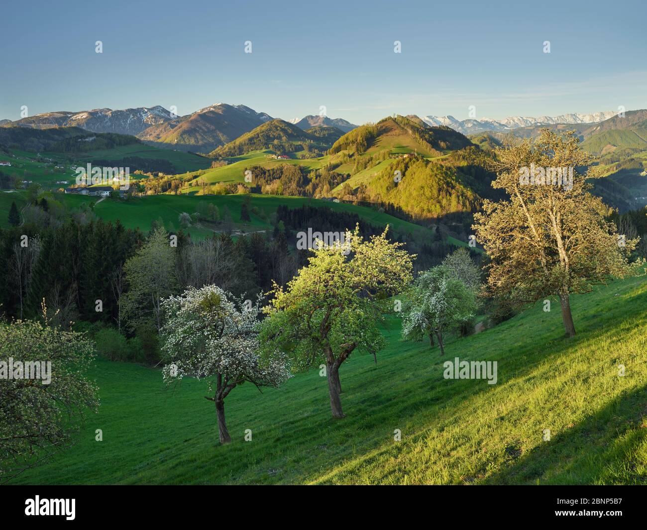 flowering pear trees, Alpine foothills, near Maria Neustift, Upper Austria, Austria Stock Photo