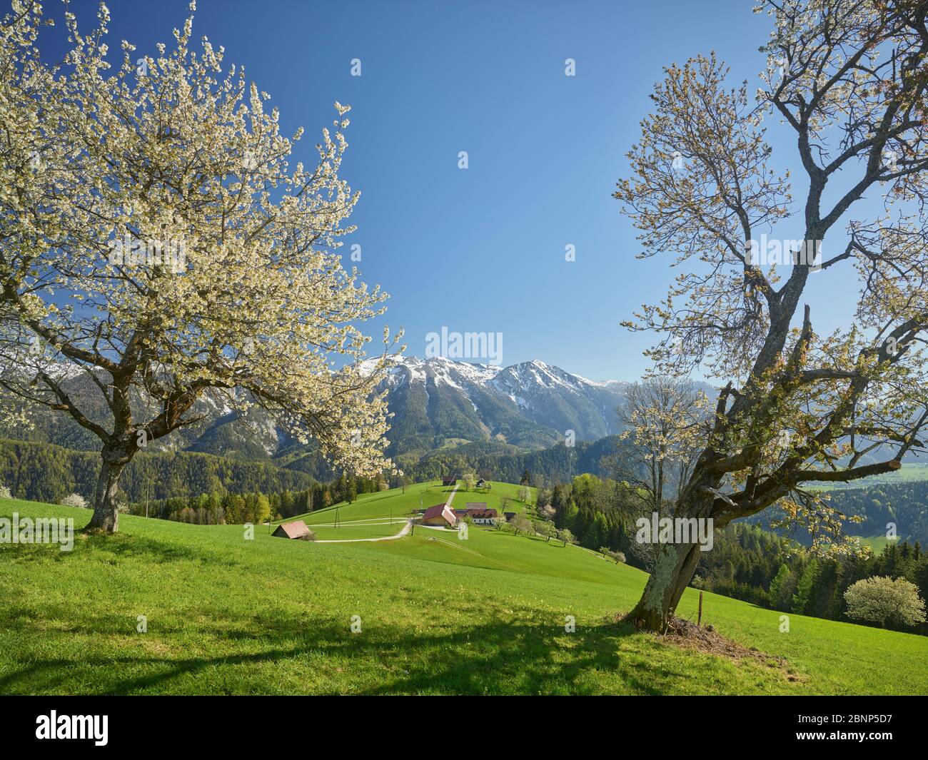 blooming cherry tree, Sengsen Mountains, Windischgarsten, Upper Austria, Austria Stock Photo