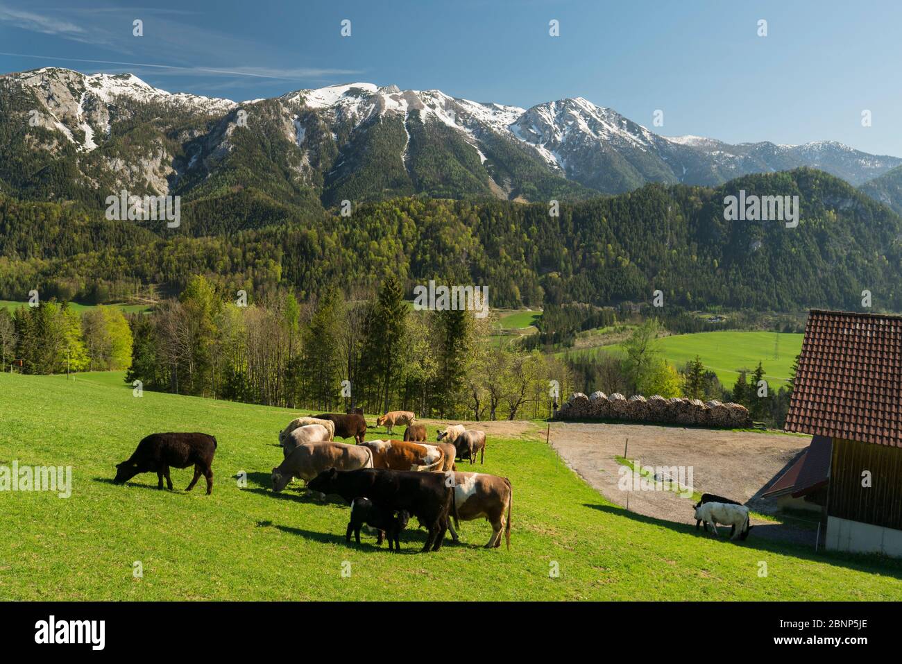 Grazing cows, farm, Sengsen Mountains, Tamberg, Windischgarsten, Upper Austria, Austria Stock Photo
