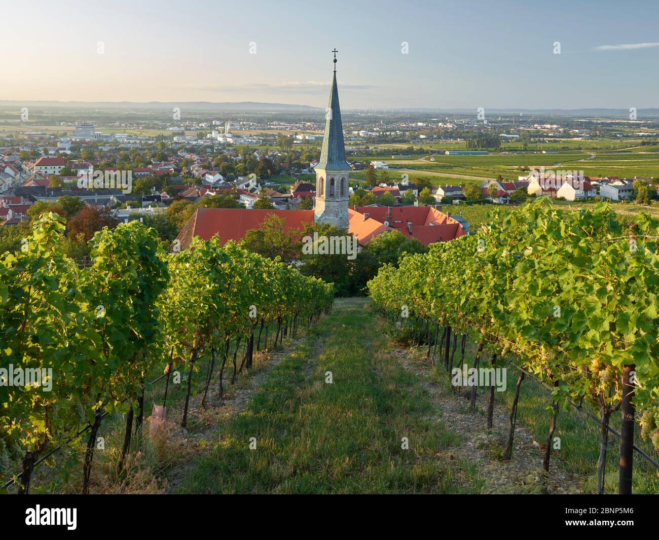 View of Gumpoldskirchen, St. Michael Church, thermal region, Lower Austria, Austria Stock Photo