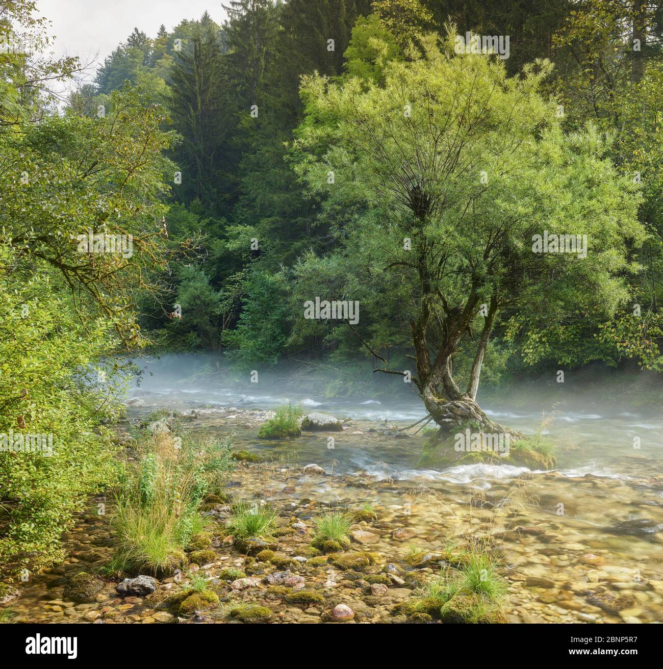 Tree in the Radovna river, fog, Slovenia, Europe Stock Photo