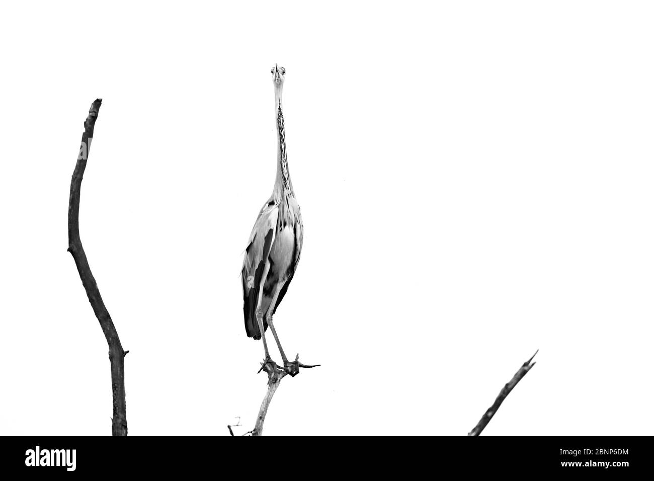Gray heron, Ardea cinerea, stands on branch, minimalism Stock Photo
