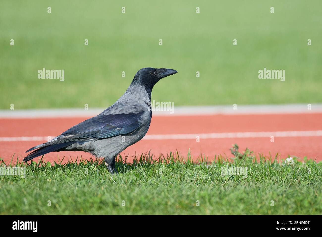 Hooded Crow, Carrion Crow, Corvus corone cornix Stock Photo