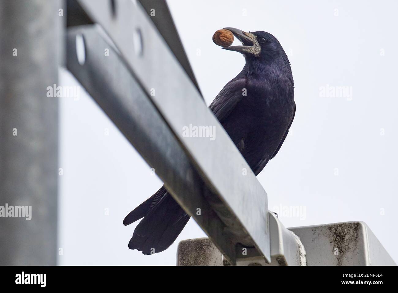 Rook Corvus Frugilegus Stock Photo Alamy rook-corvus-frugilegus-stock-photo-alamy