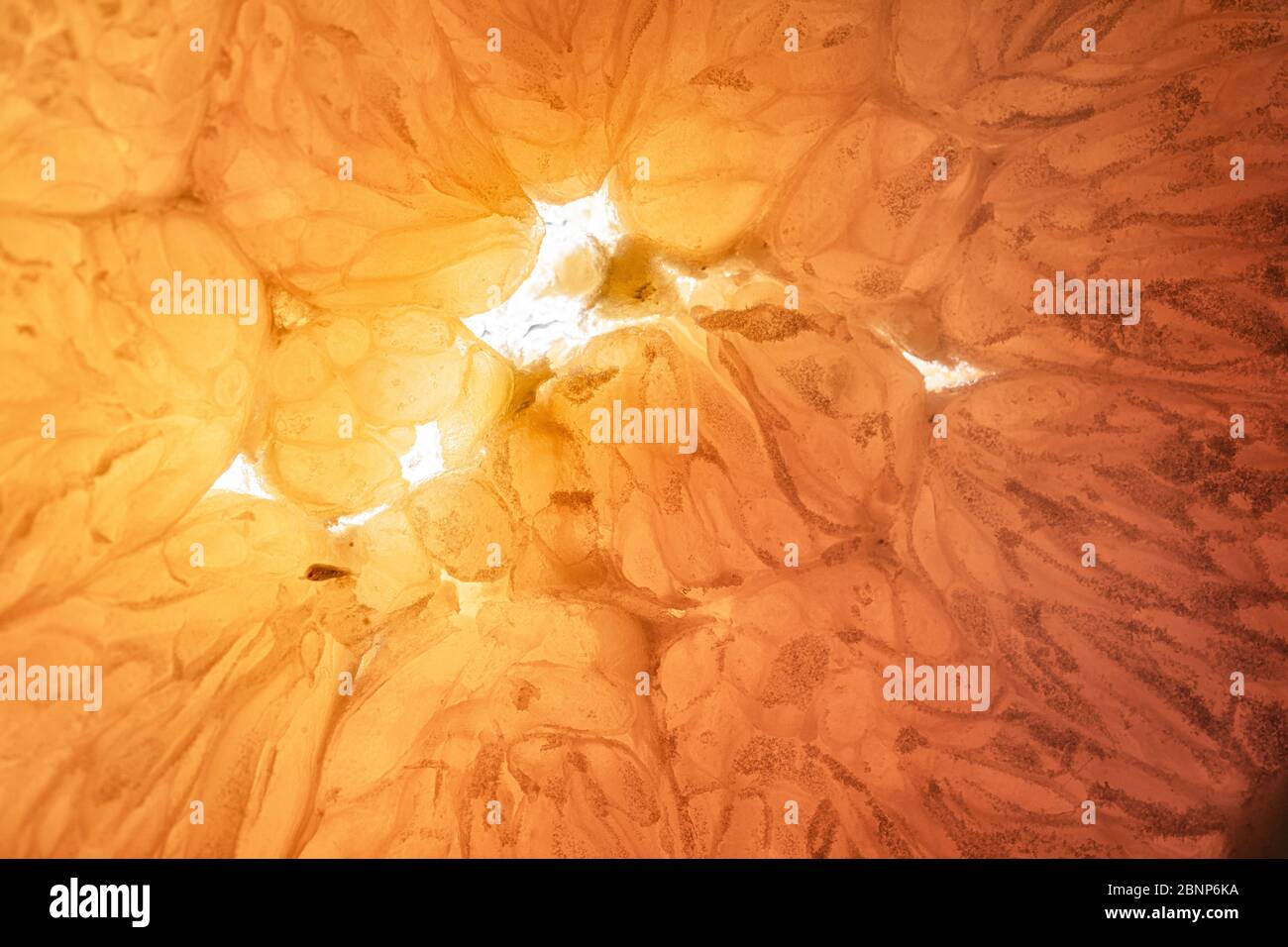 Orange and lemon slice isolated on background. Stock Photo