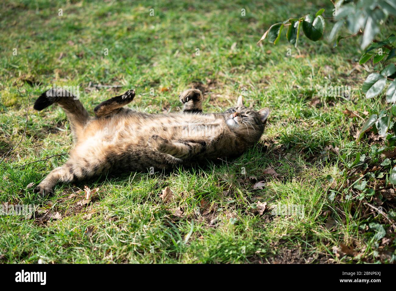 funny tabby cat lying on back outdoors on grass in nature Stock Photo