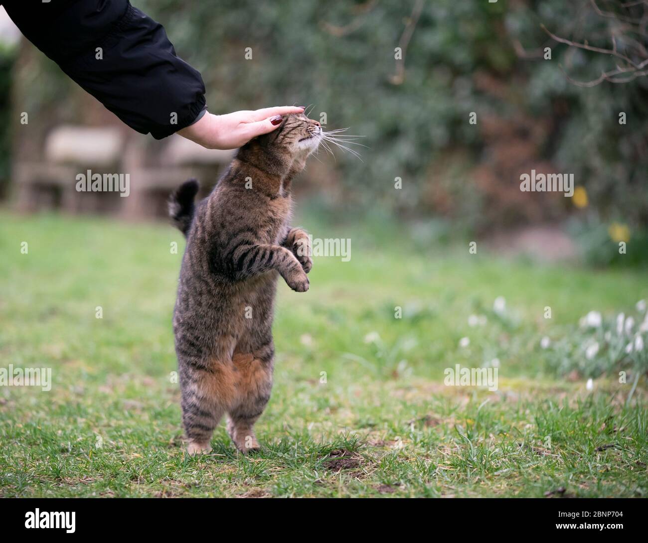 tabby cat rearing up getting stroked outdoors in garden standing on hind legs Stock Photo