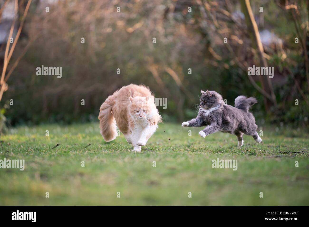 two playful maine coon cats chasing each other outdoors in garden ...