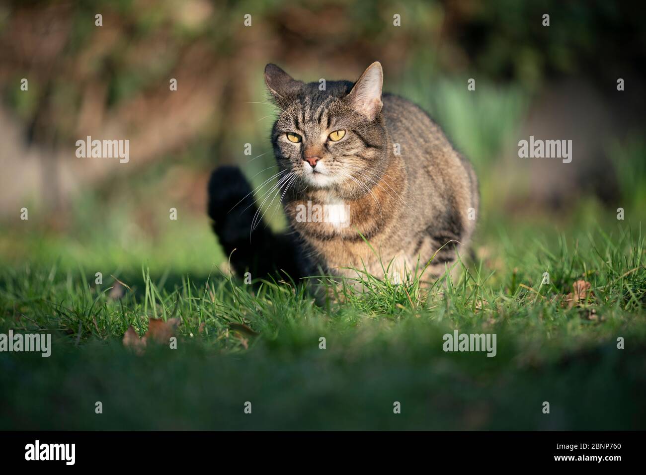 tabby cat resting on grass  outdoors in direct sunlight Stock Photo
