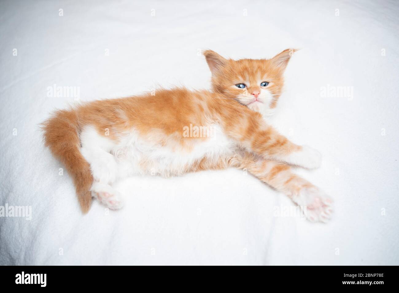 cute sleepy 5 week old ginger maine coon kitten lying on white blanket