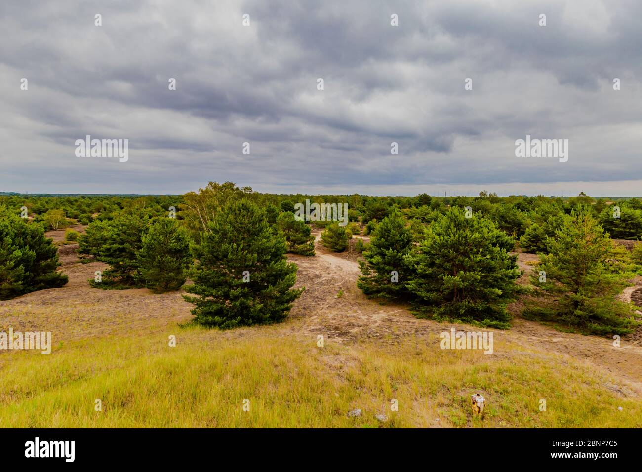 Mountain pine forest hi-res stock photography and images - Alamy