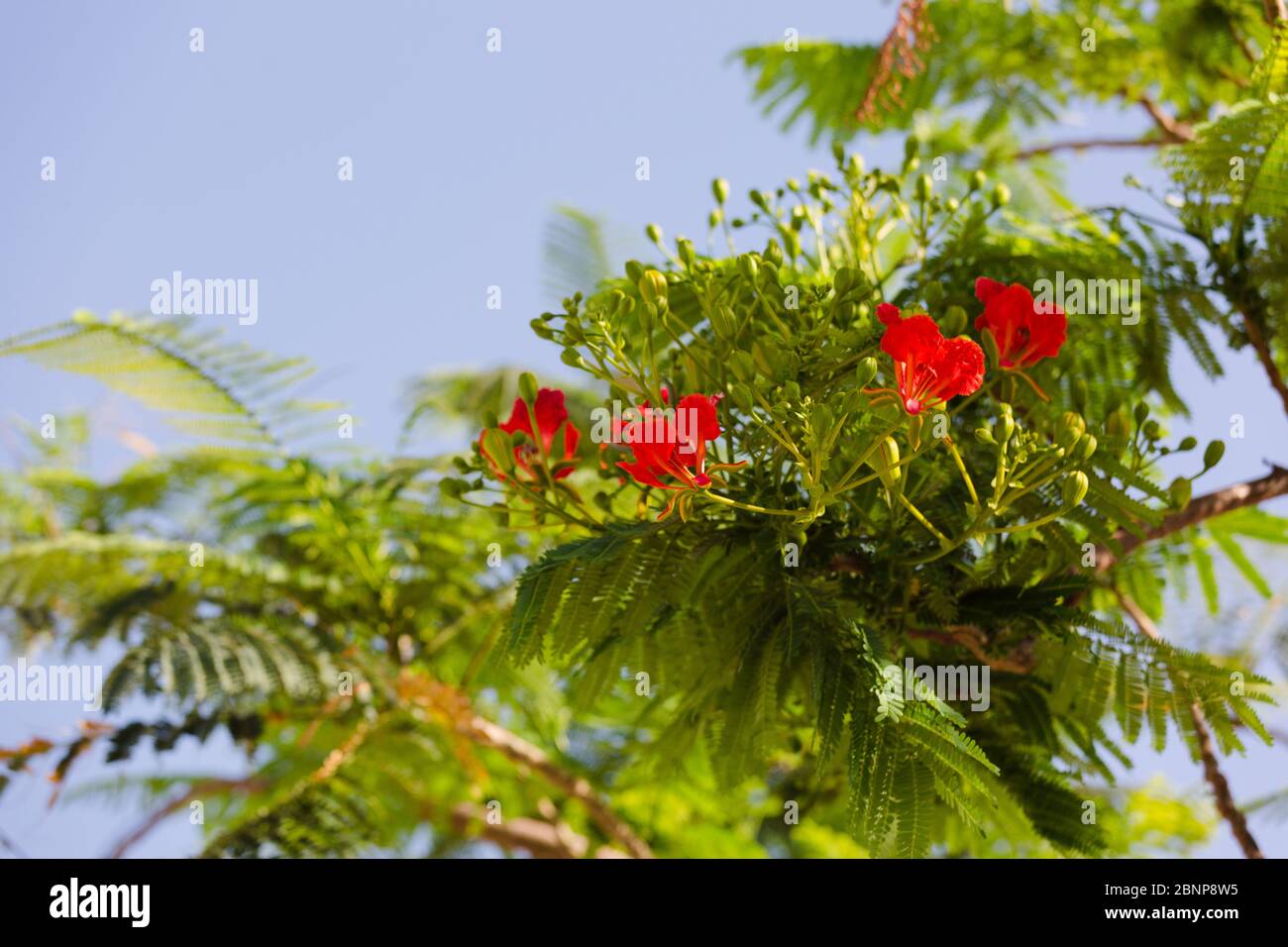 Beautiful red flowers on a blooming Poinciana tree in Florida Stock