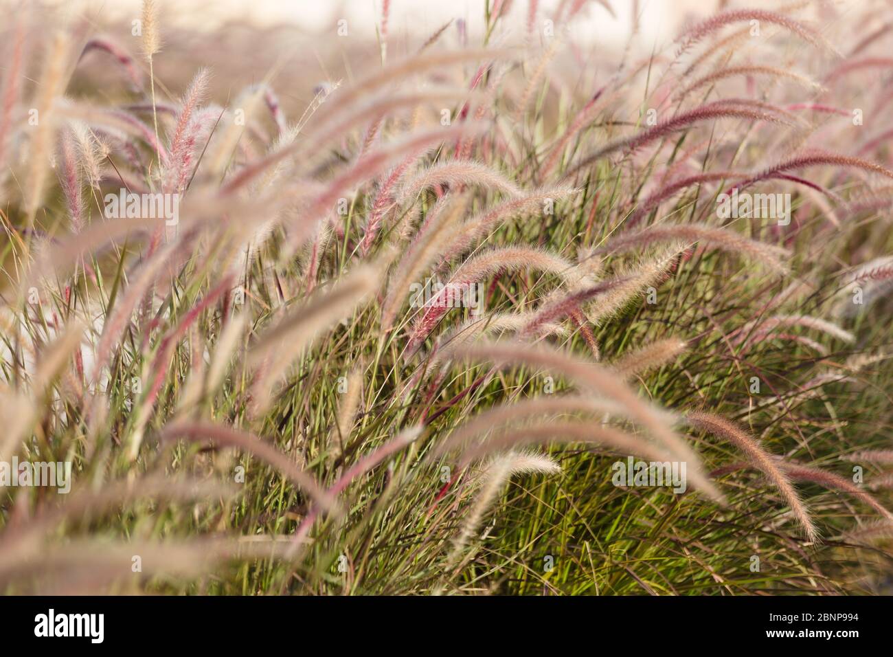 Fluffy lagurus ovatus bunny tail grass growing in flowerbed Stock Photo Alamy