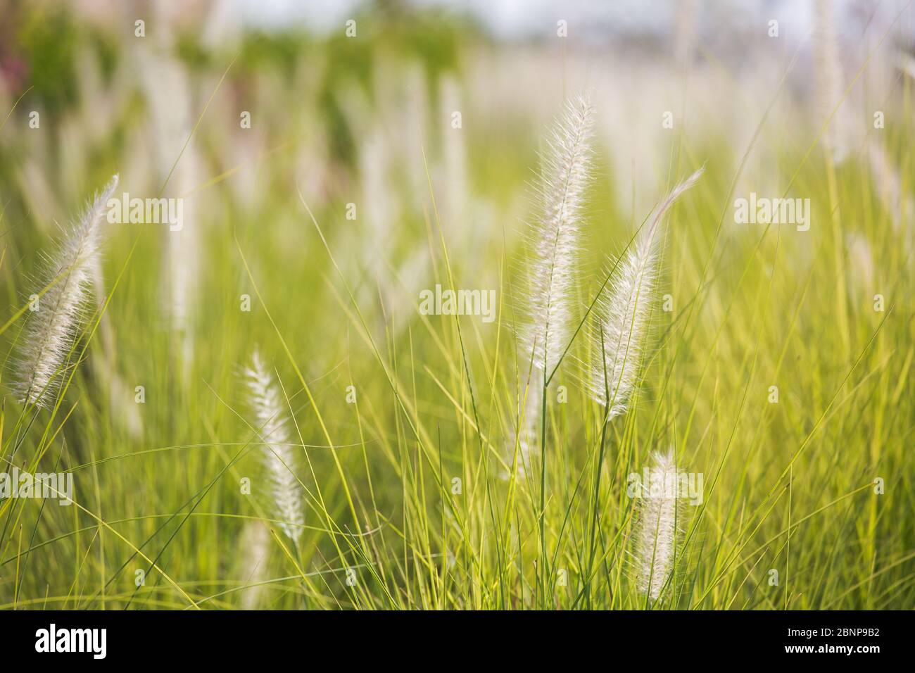Fluffy lagurus ovatus bunny tail grass growing in flowerbed Stock Photo Alamy