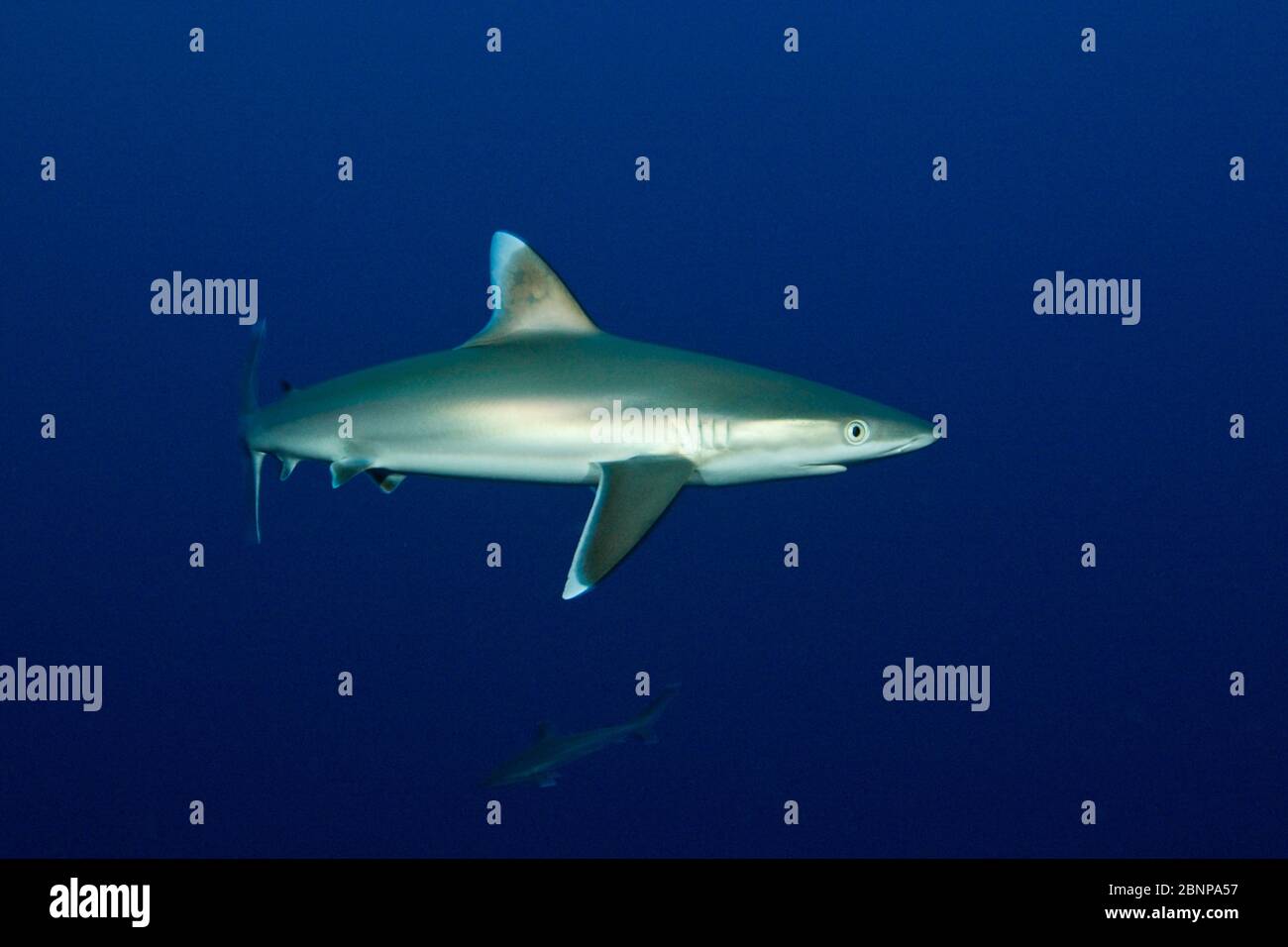 Silvertip Shark, Carcharhinus albimarginatus, Fakarava, Tuamotu Archipel, French Polynesia Stock Photo