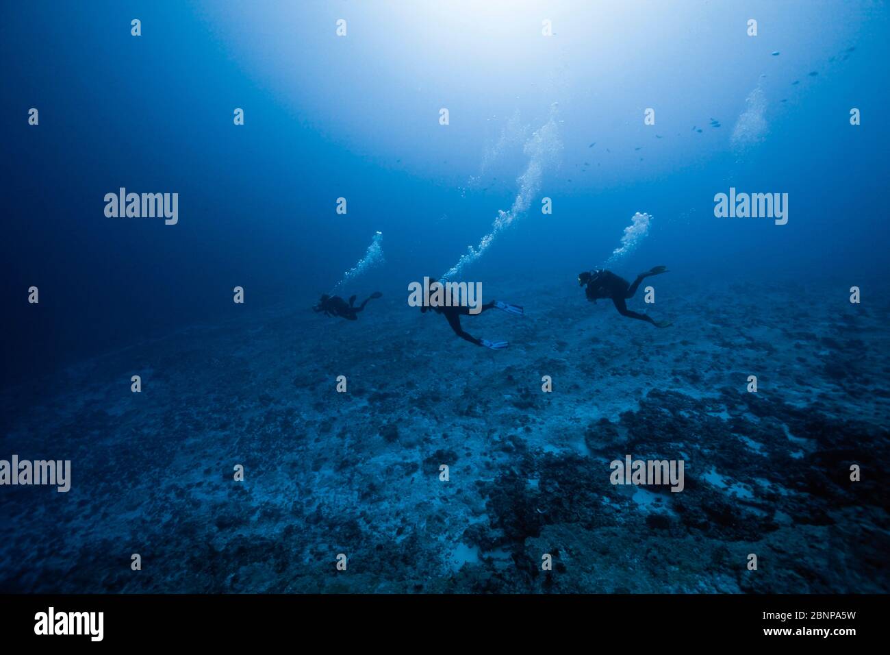 Scuba Diving at French Polynesia, Apataki Atoll, Tuamotu Archipel, French Polynesia Stock Photo