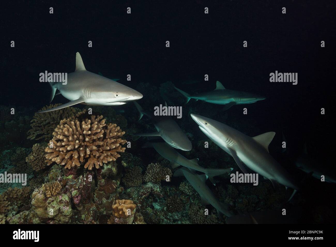 Grey Reef Shark hunting at Night, Carcharhinus amblyrhynchos, Fakarava, Tuamotu Archipel, French Polynesia Stock Photo