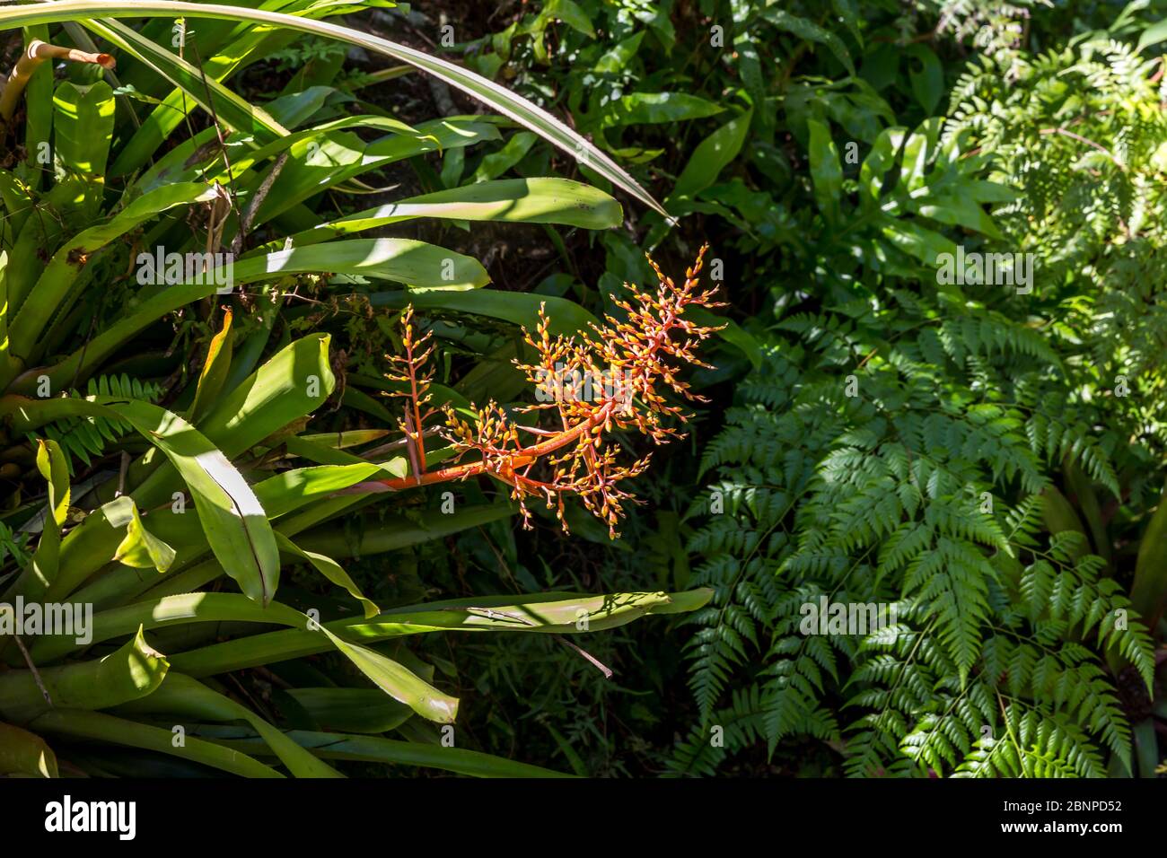 Aechmea, (Aechmea caudata), Bromeliad, Botanical Garden, Victoria, Mahe Island, Seychelles, Indian Ocean, Africa Stock Photo