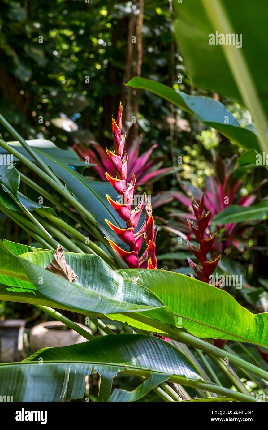 Heliconia, Botanical Garden, Victoria, Mahe Island, Seychelles, Indian Ocean, Africa Stock Photo