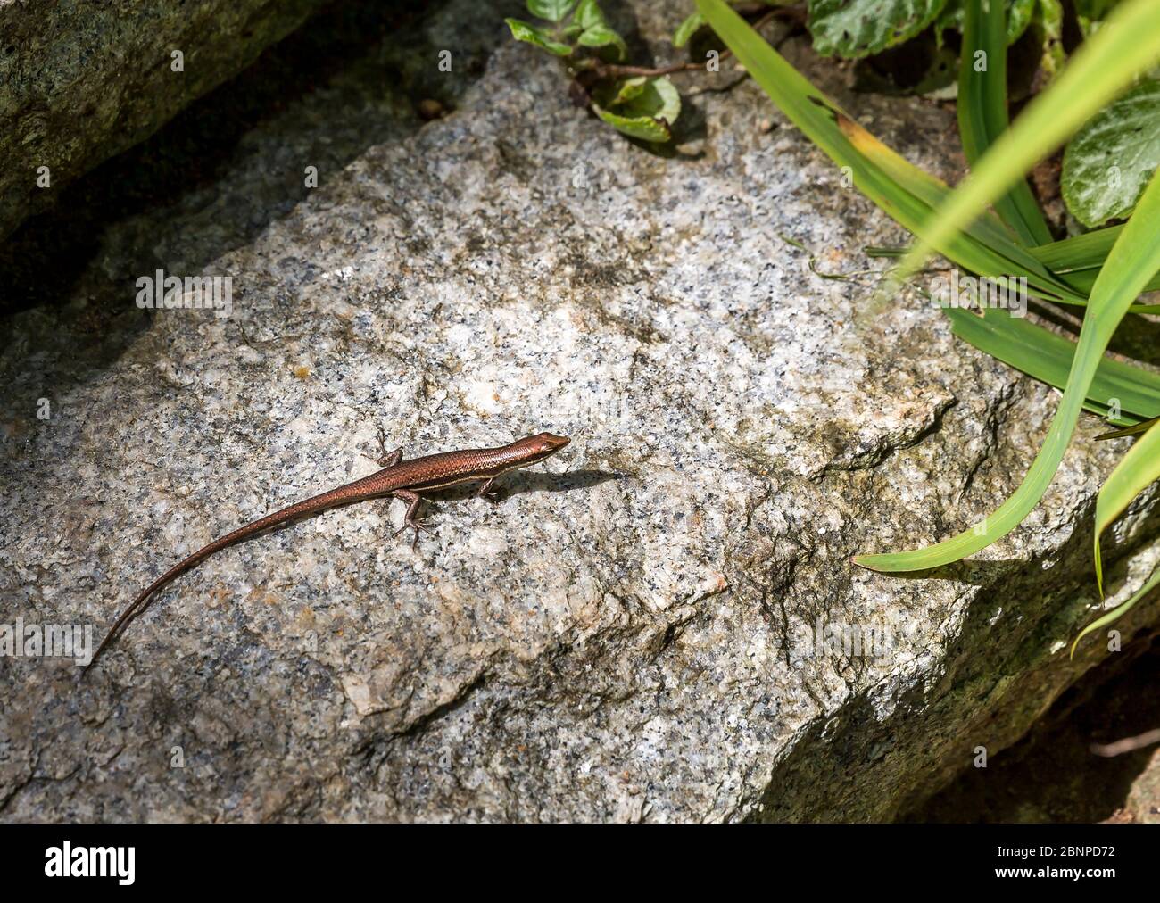 Seychelles Skink Lizard (Mabuyaechellensis), Botanical Garden, Victoria, Mahe Island, Seychelles, Indian Ocean, Africa Stock Photo