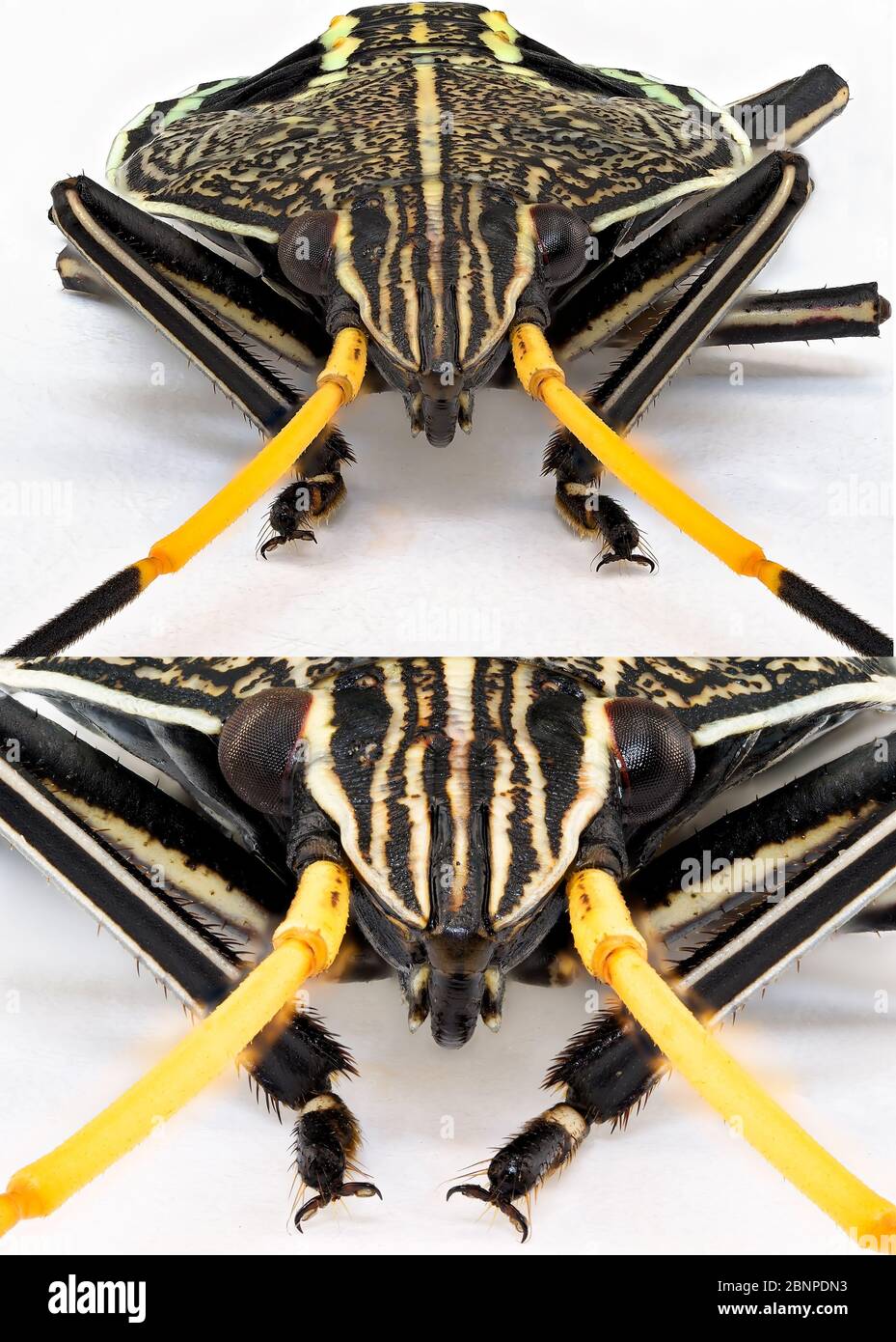 Collage of images in ultra macro of an Orange Black Stink Bug isolated on a white background