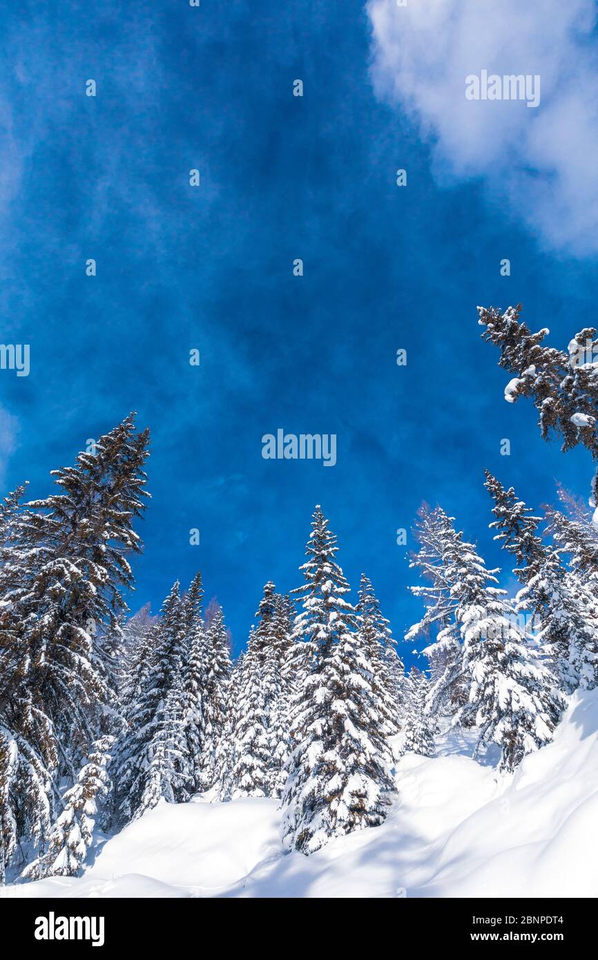 Snowcapped trees and a classic blue sky, Belluno,Dolomites, Veneto, Italy Stock Photo