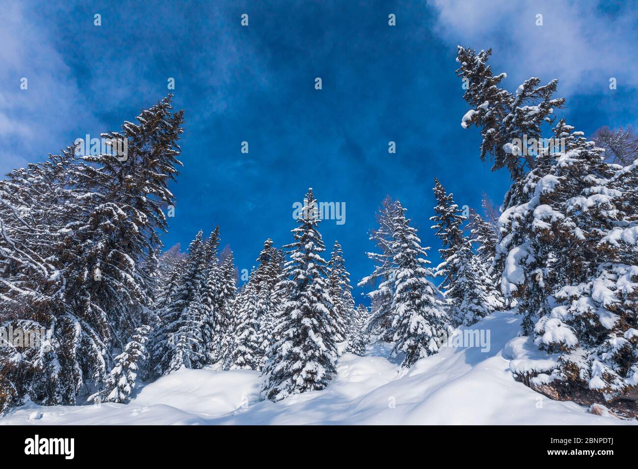 Snowcapped trees and a classic blue sky, Belluno,Dolomites, Veneto, Italy Stock Photo