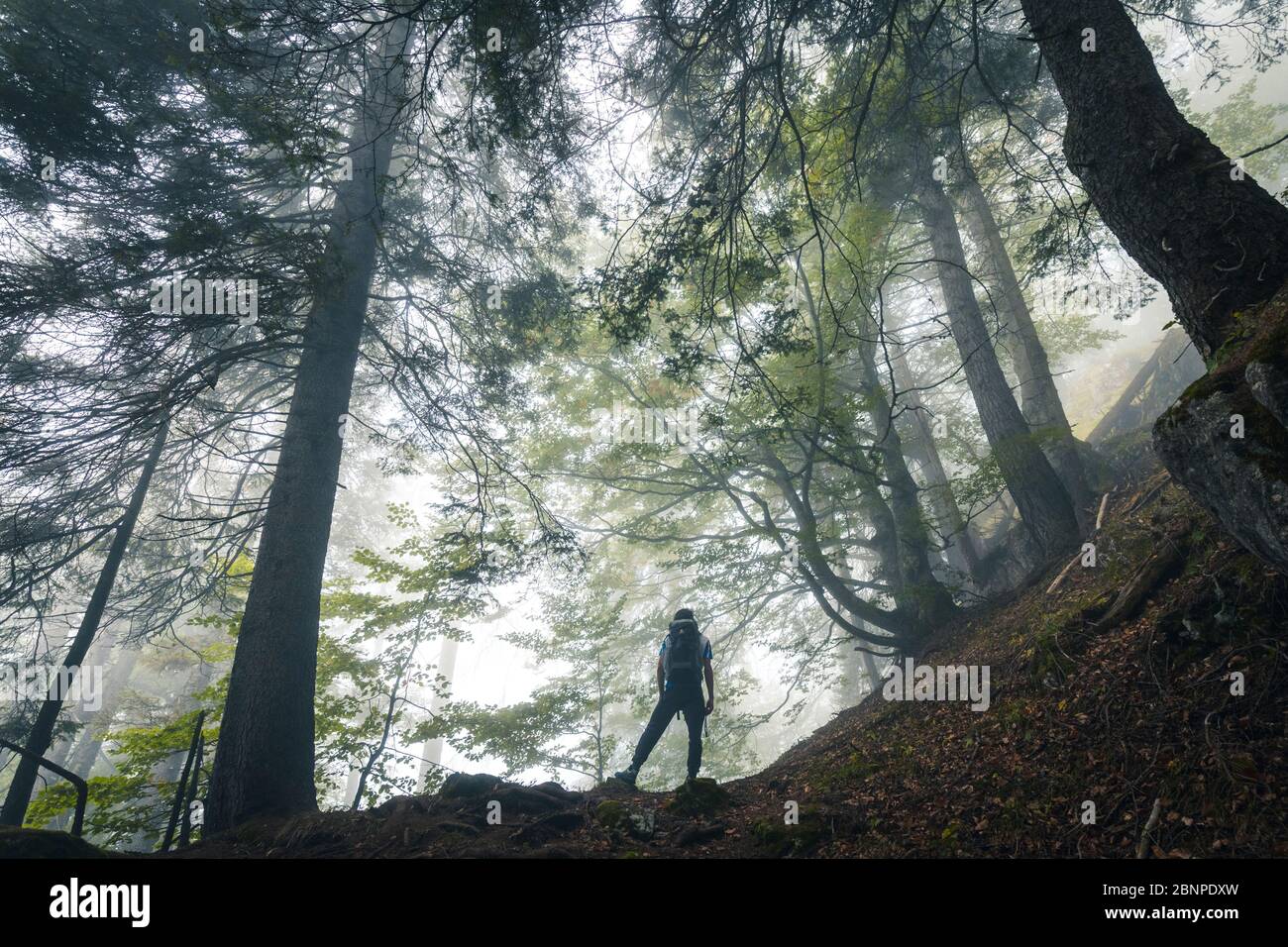 young hiker explores a beech forest on a gloomy day, san lucano valley, taibon agordino, belluno, veneto, italy Stock Photo
