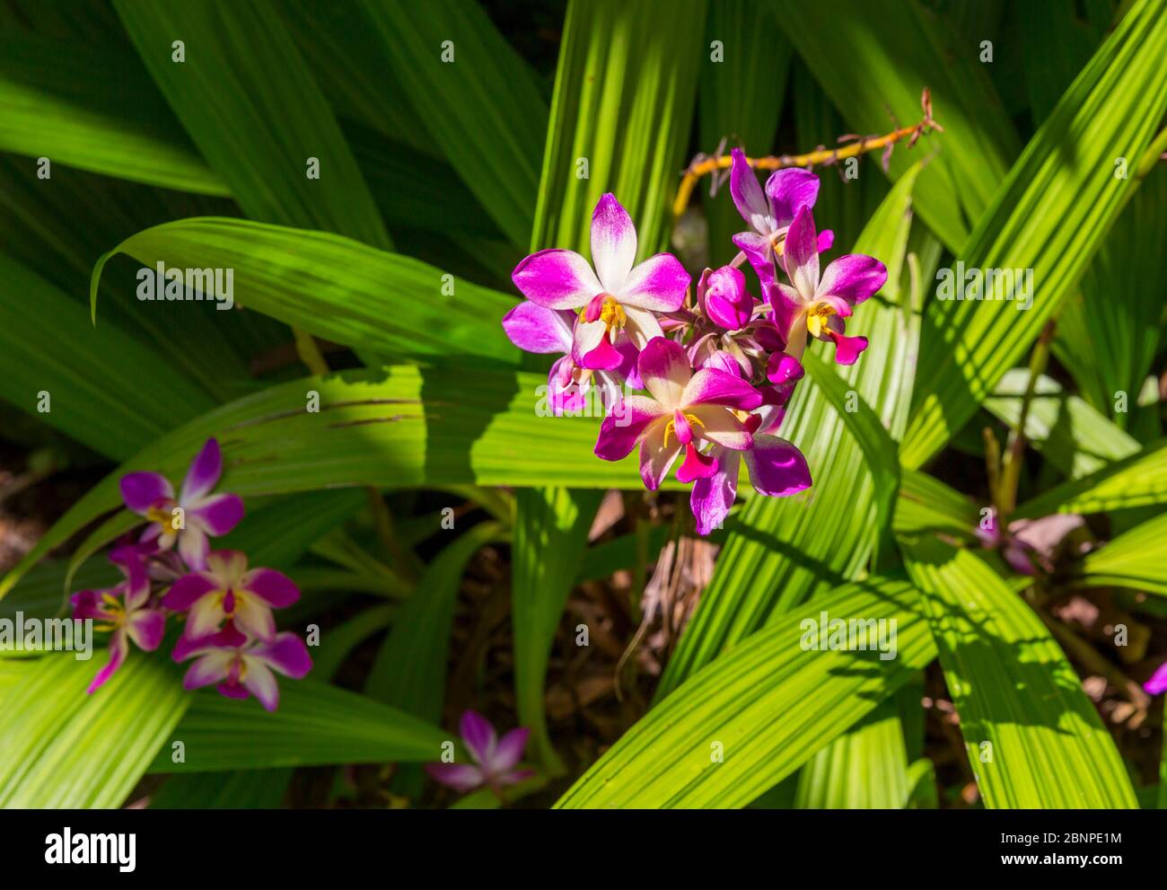 Orchid, Botanical Garden, Victoria, Mahe Island, Seychelles, Indian Ocean, Africa Stock Photo