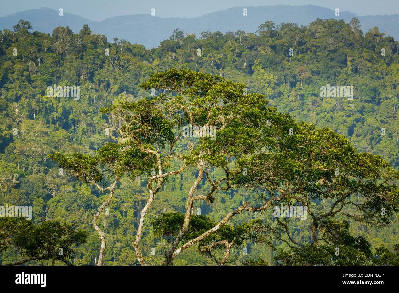 Beautiful rainforest trees at Cerro Pirre, Darien national park, Darien province, Republic of Panama. Stock Photo