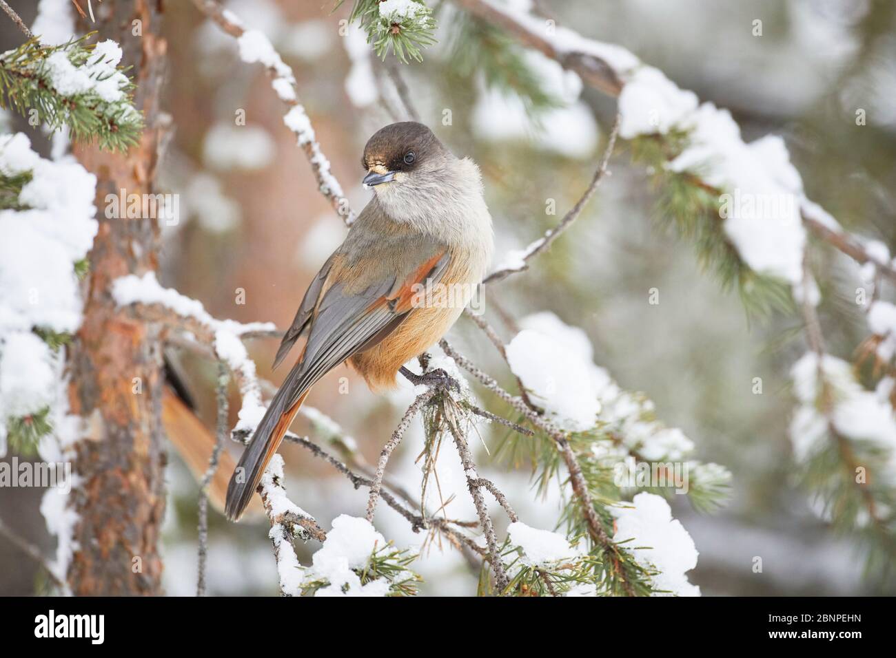 Siberian jay, Perisoreus infaustus, Finland, winter Stock Photo