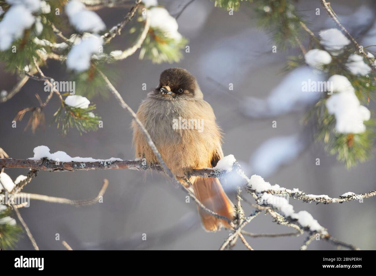 Siberian jay, Perisoreus infaustus, Finland, winter Stock Photo