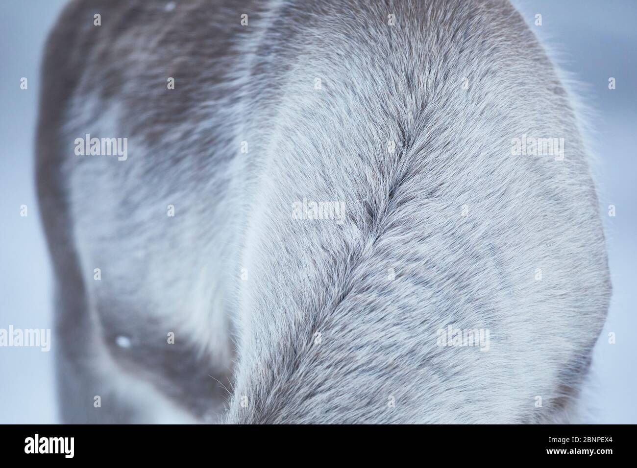 Finland, Lapland, reindeer, winter Stock Photo