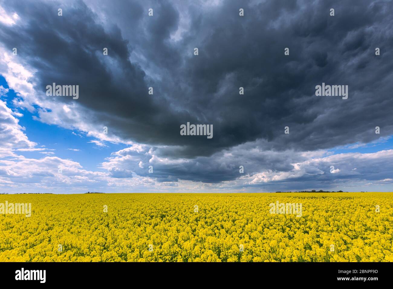 Rape field with dark clouds in summer Stock Photo - Alamy