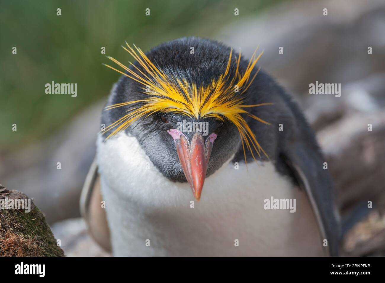 Close-up of a macaroni penguin (Eudyptes chrysolophus), East Falkland, Falkland Islands, South America Stock Photo