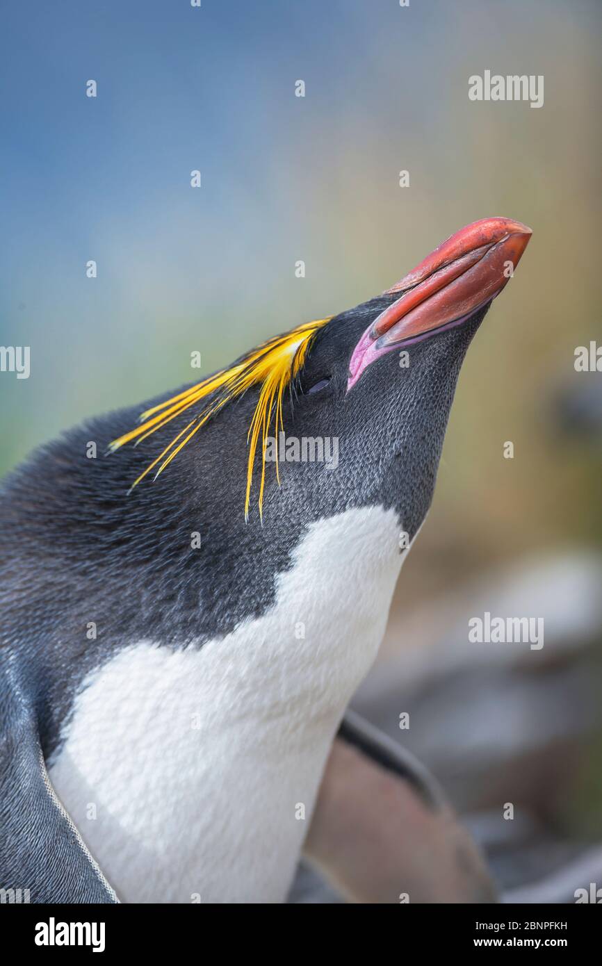 Close-up of a macaroni penguin (Eudyptes chrysolophus), East Falkland, Falkland Islands, South America Stock Photo