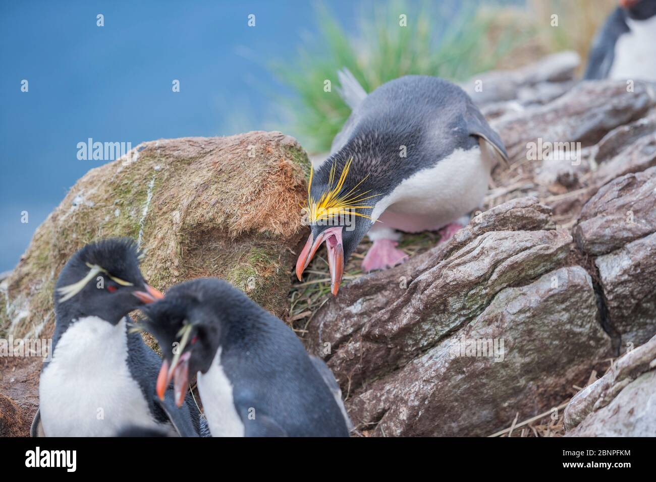 A Macaroni penguin (Eudyptes chrysolophus) trying to scare two Rockhopper penguins (Eudyptes chrysocome, East Falkland, Falkland Islands, South Atlantic, South America Stock Photo