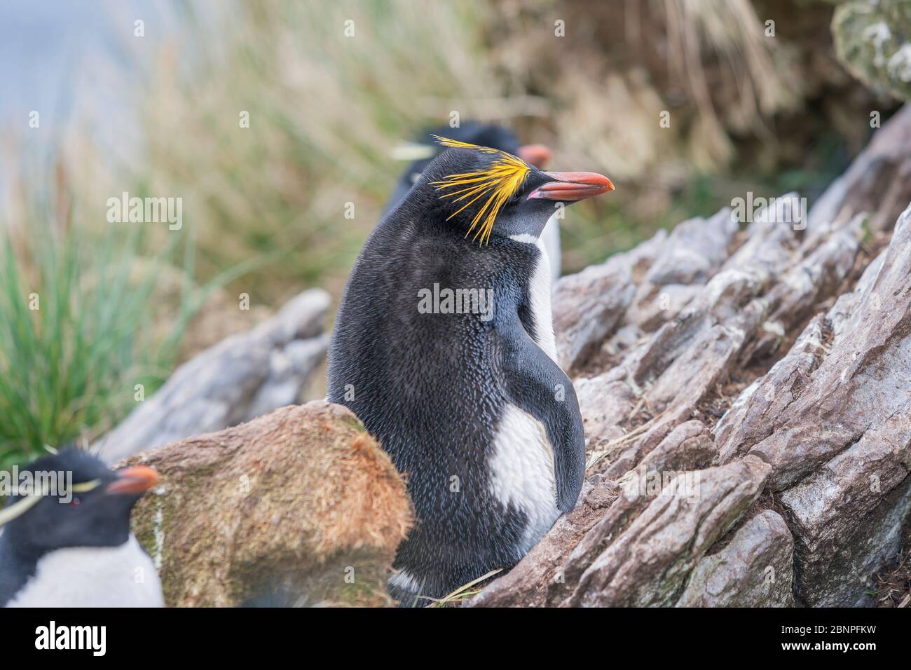 Macaroni penguin (Eudyptes chrysolophus), East Falkland, Falkland Islands, South Atlantic, South America Stock Photo