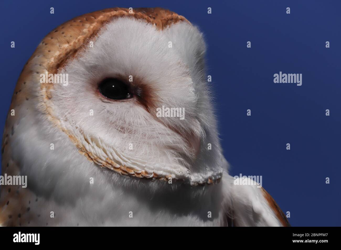 Close up of the beautiful head of a barn owl (Tyto alba) with its heart-shaped white facial disc against a blue sky. Beak, dark eye, copy space. Stock Photo