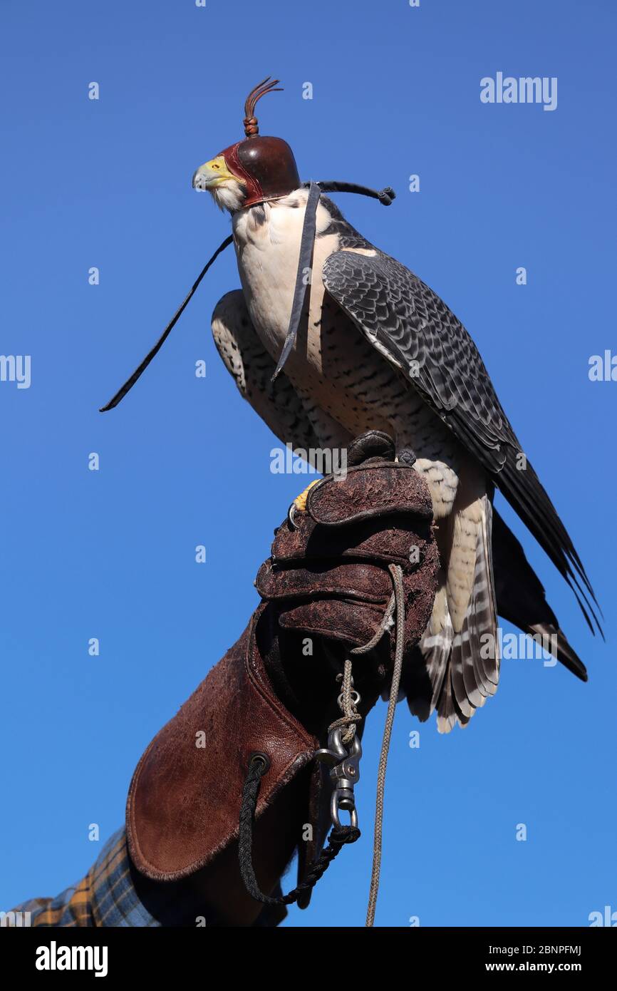 Hooded raptor perched on trainer's heavy leather gloved hand, held aloft against a blue sky, in a display of falconry, a hunting sport tradition. Stock Photo