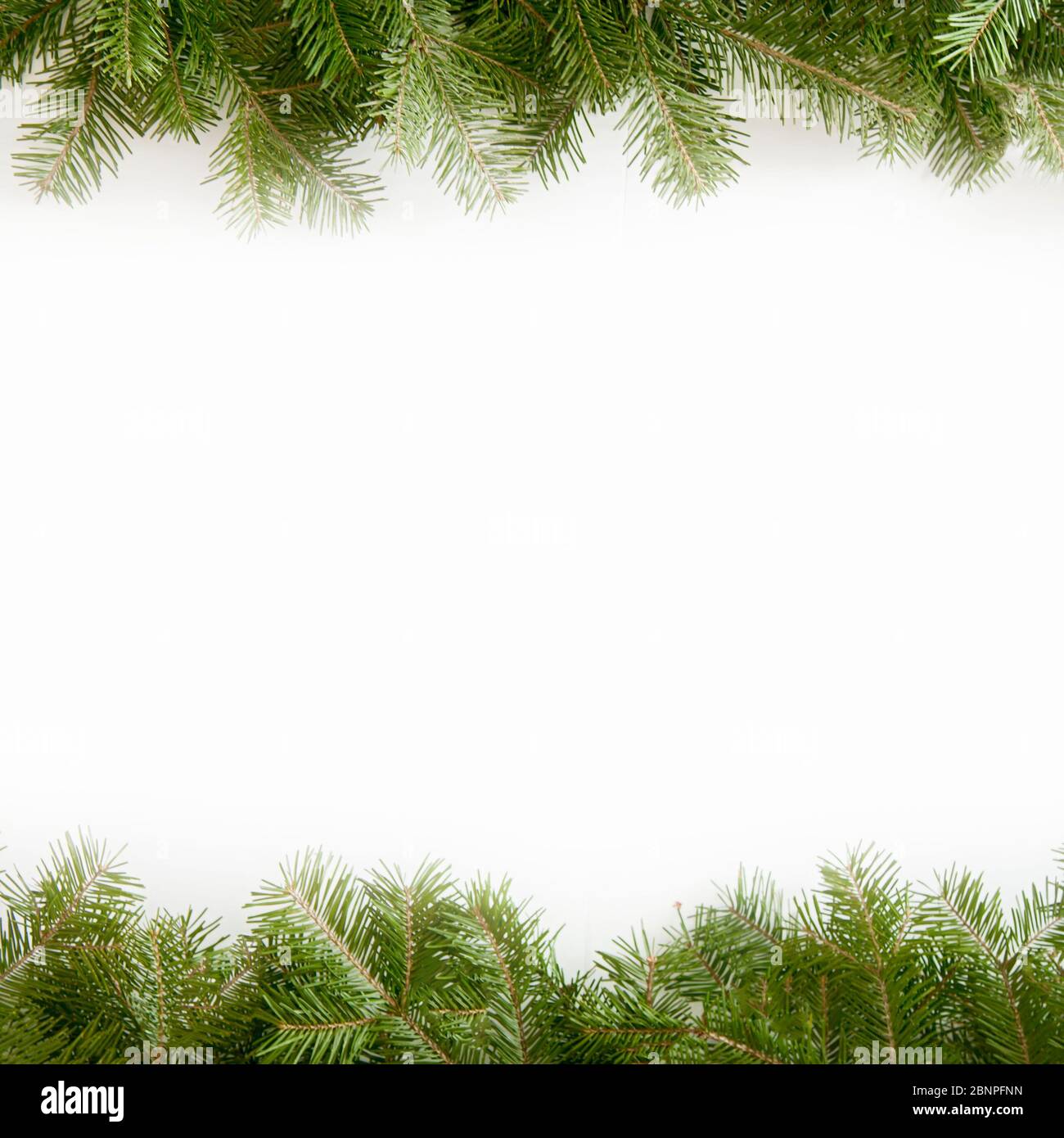 Christmas frame of the branches of pine, isolated on white background ...
