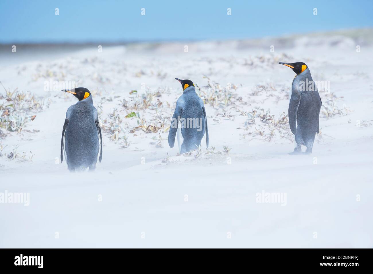 King penguins (Aptenodytes patagonicus) standing in a sand storm, Volunteer Point, East Falkland, Falkland Islands, Stock Photo