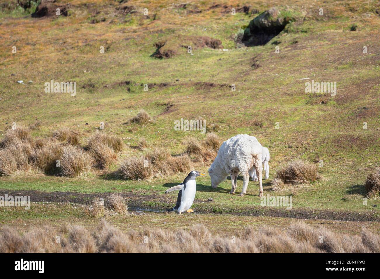Sheep meeting Gentoo Penguin (Pygocelis papua papua), Volunteer Point, East Falkland, Falkland Islands, Stock Photo